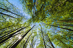 Bottom-up view of a forest.