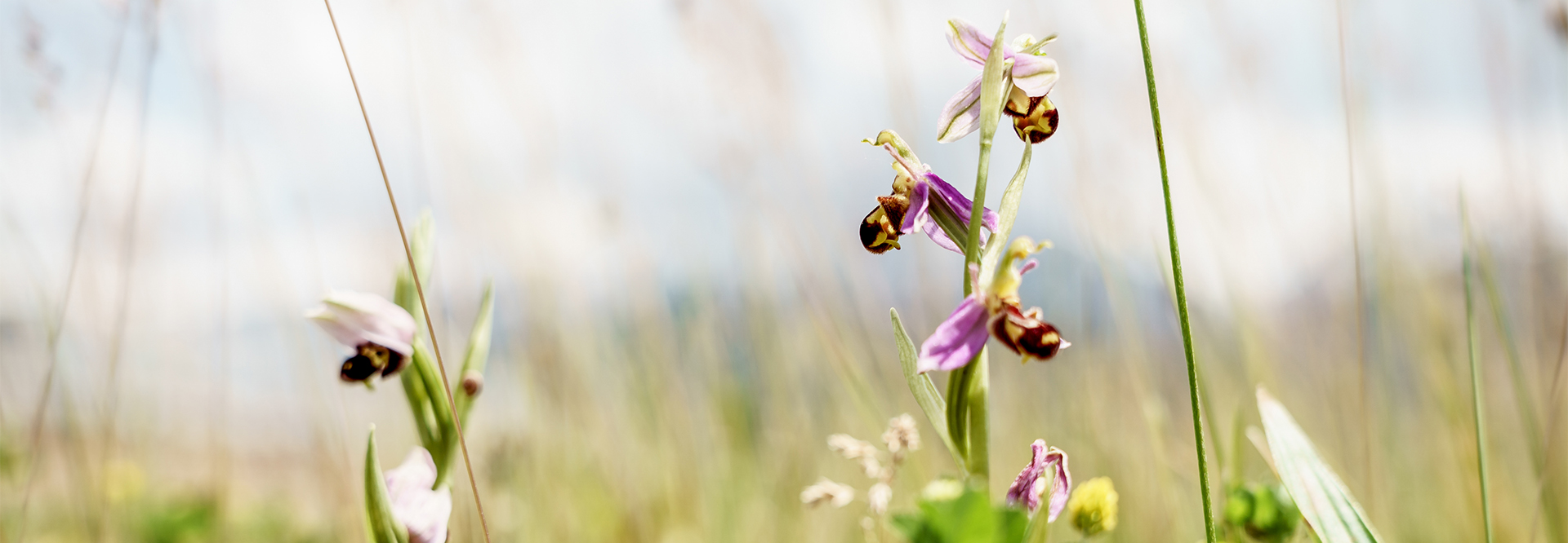 Wild orchids